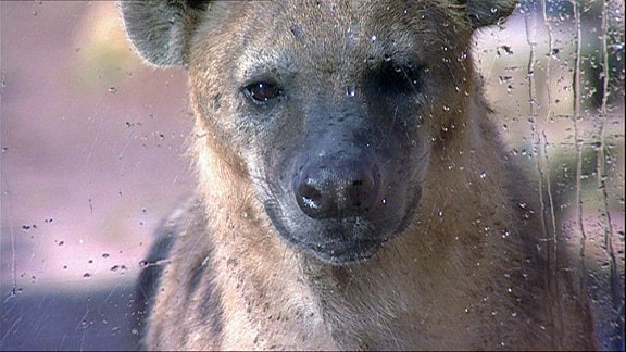 Porträt einer Hyäne hinter einer mit Wasser bespritzten Glasscheibe.