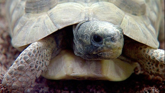 Porträt einer Schildkröte.