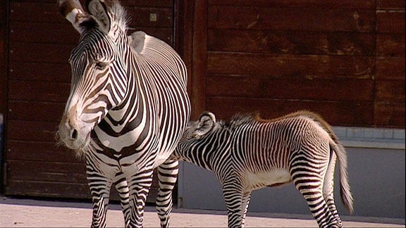 Ein junges Zebra steht neben einem erwachsenen Zebra und steckt ihm seinen Kopf unter den Bauch.