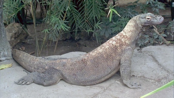 Ein Komodowaran mit hängendem Bauch.