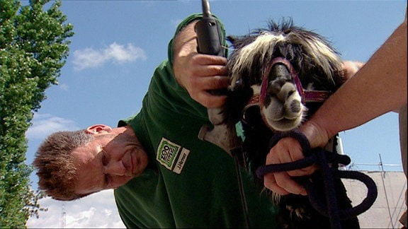 Ein Alpacakamel wird von einem Tierpfleger frisiert, während ein anderer das Tier an der Leine hält.
