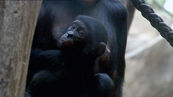 Ein Bonobo-Junges hält sich am Bauch seiner Mutter fest und blickt sich um.