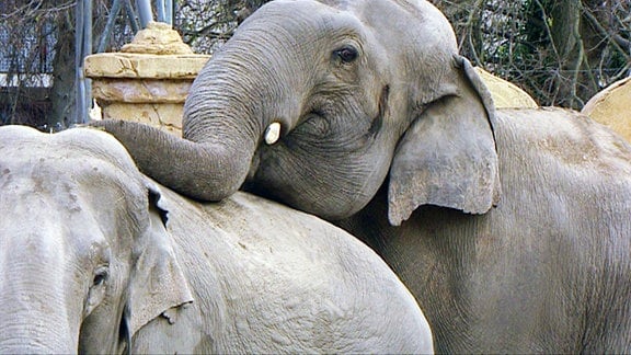Ein Elefant hat seinen Rüssel auf den Rücken eines anderen Elefanten gelegt.