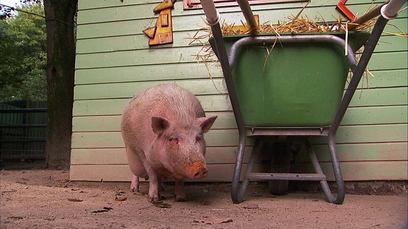 Ein Schwein steht neben einer Schubkarre vor einer bunten Hütte.