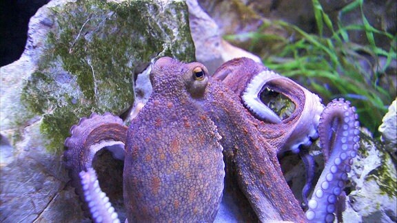 Ein Krake, der auf einem Stein sitzt.