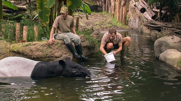 zwei Tierpfleger mit Tapir im Wasser