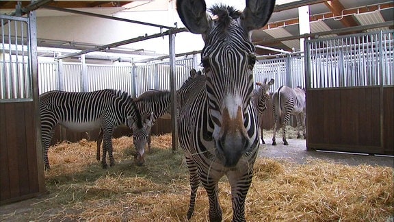 Ein Zebra in einem Stall mit weiteren Zebras blickt in die Kamera.