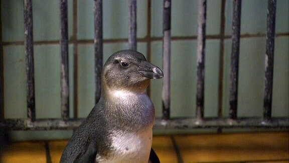 Ein Pinguin in einem gefliesten Raum.