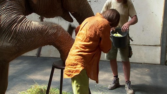 Eine Schauspielerin feilt bei Dreharbeiten einem Elefant die Fußnägel.
