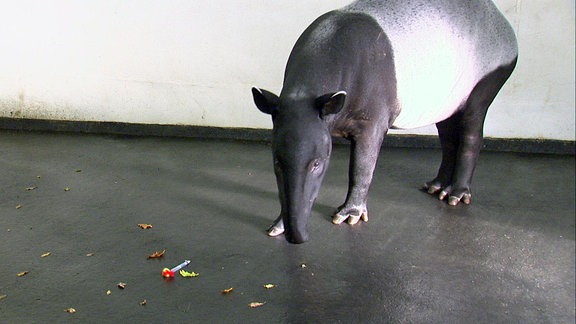 Ein Tapir schaut auf am Boden liegende Futterreste.