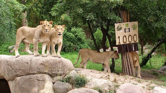 Vier junge Löwen im Freigehege. An einem Baum hängt ein Schild mit der Zahl 1000.