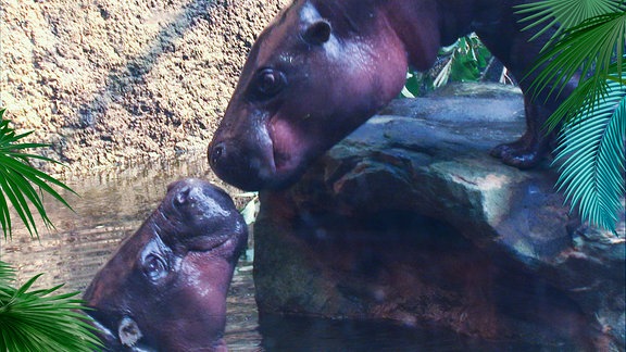 Zwei Zwergflußpferde strecken ihre Köpfe zueinander.