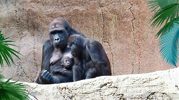 Eine Gorilladame mit ihrem Baby sitzt mit einem jungen Gorilla im Gehege.