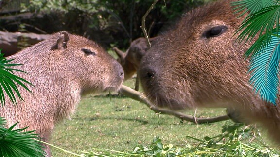 Capybara