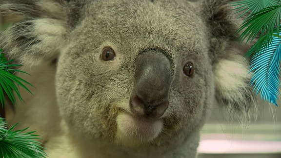 Ein Koalabär schaut in die Kamera.