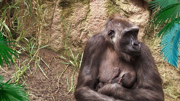 Ein Gorillaweibchen mit einem Baby an der Brust.