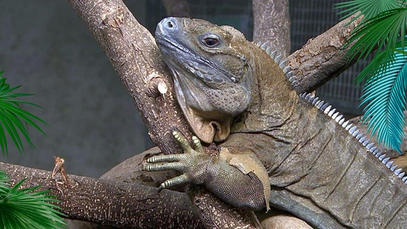 Ein Leguan liegt auf einem Ast.