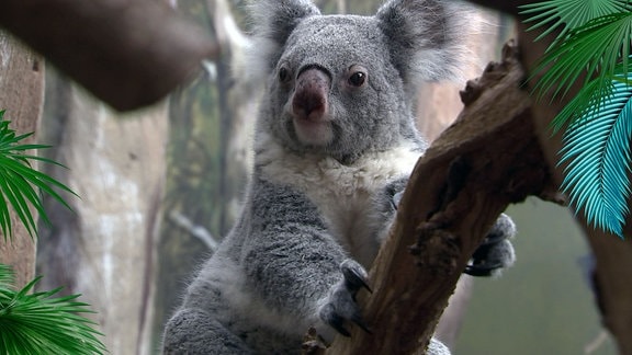 Ein Koala sitzt auf einem Ast.