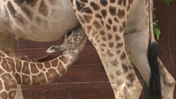 Eine junge Giraffe beim Säugen