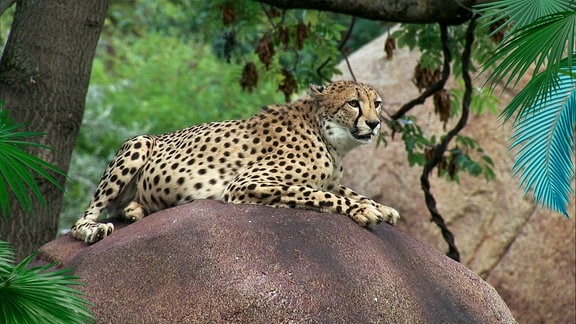 Ein Gepard, der auf einem großen Stein liegt.