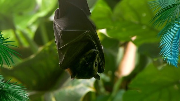 Ein kopfüber im Baum hängender Flugfuchs.