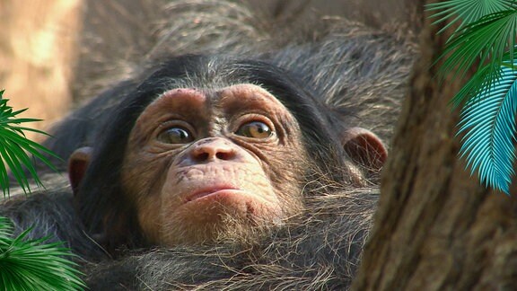 Der Kopf eines Schimpansenjunges guckt aus einem Fellnest heraus.