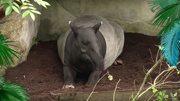Ein Tapir in einem Gehege