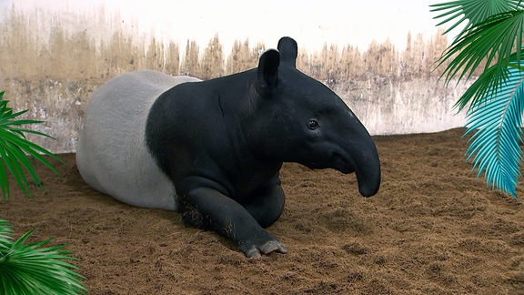 Ein Tapir