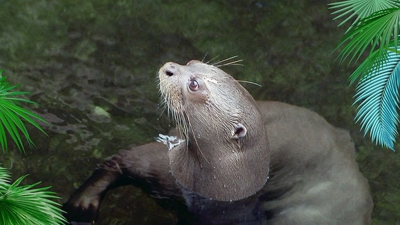 Riesenotter