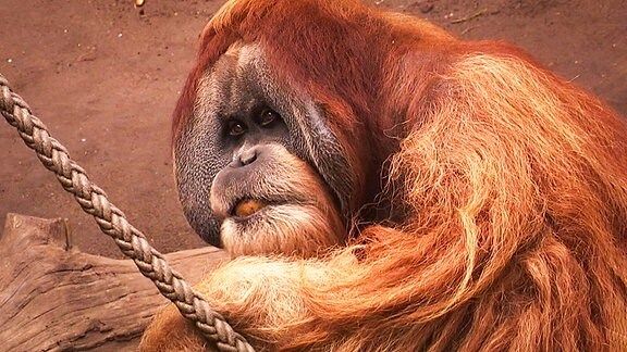 Orang-Utan