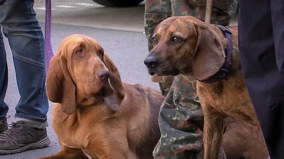 zwei Hunde im Polizeieinsatz