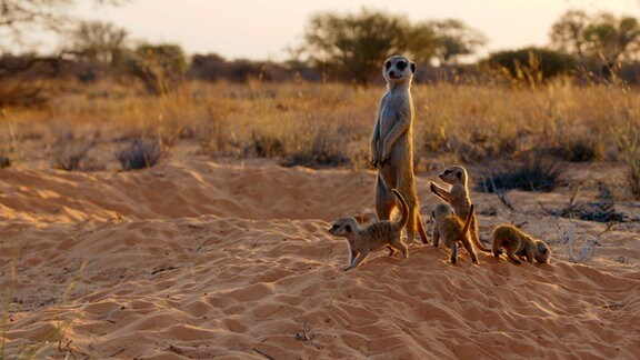 Ein Erdmännchen mit vier Jungtieren zu Füßen steht auf einer Sanddüne.