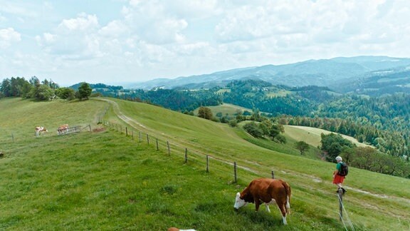 Eine Frau mit Rucksack wandert auf einem Panoramaweg an Kühen vorbei.