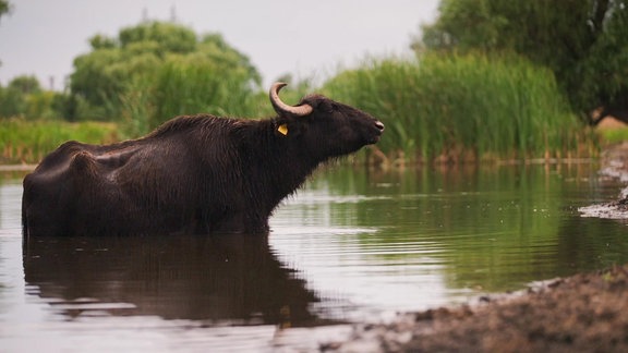 Ein Wasserbüffel in einem Gewässer.