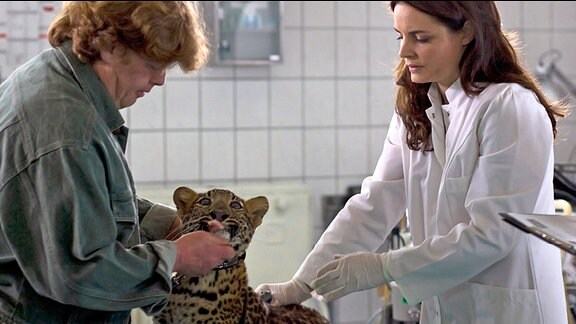 Dr. Mertens untersucht mit einem Tierpfleger einen jungen Leoparden.