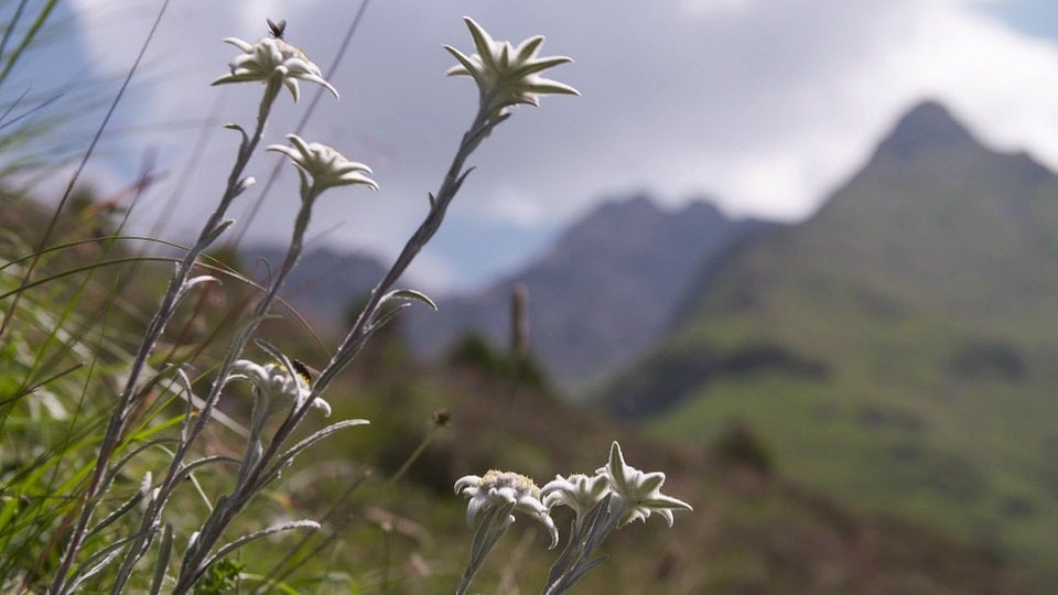 Worlds of Alpine Herbs |  MDR.DE