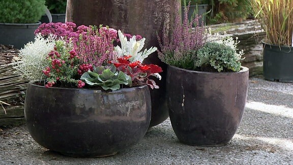 Herbstlich bepflanzte Keramiktöpfe stehen in einem Garten.