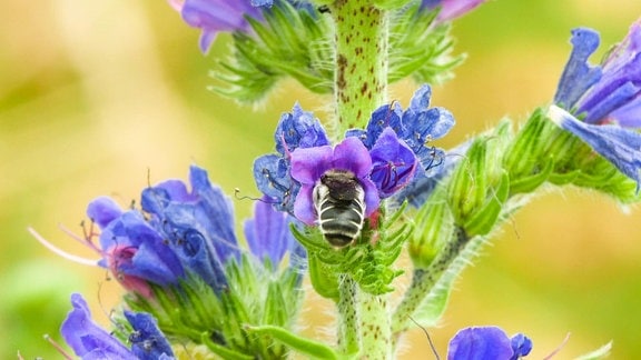 Ein Insekt klettert in den Kelch einer blauen Blüte.