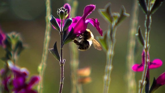 Eine Biene trinkt aus einer Salbeiblüte.