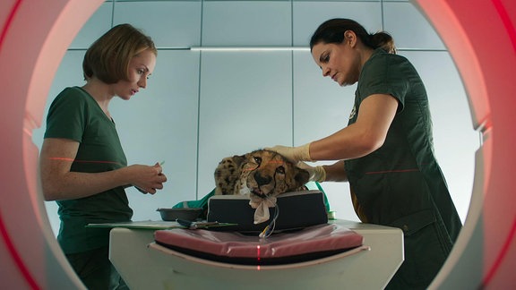 Zwei Frauen mit einem Leoparden, der auf einer Liege eines MRT-Gerätes liegt.