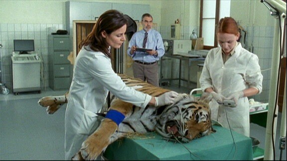 Zwei Frauen in weißen Kitteln untersuchen einen Tiger auf einer Liege.