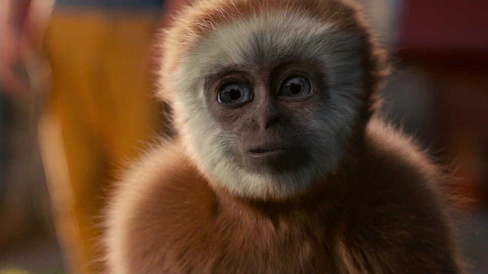 Monky Kleiner Affe, großer Trost MDR.DE