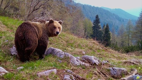 Ein Bär steht auf einem felsigen Boden in einer Waldlandschaft.