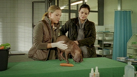 Tierärztin Dr. Mertens und eine Kollegin untersuchen ein Ferkel