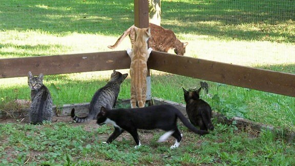 Eine Gruppe junger Katzen klettert auf einem Zaun umher.