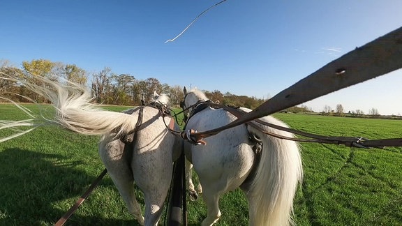 Zwei weiße Pferde ziehen einen Wagen über eine grüne Wiese.