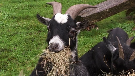 Ein Ziegenbock mit Heu im Maul.