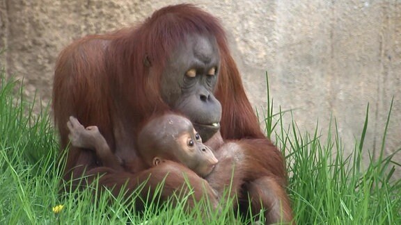 Orang Utan-Weibchen mit seinem Jungen
