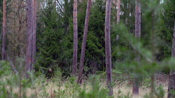 Blick in ein Waldstück mit grünen Nadelbäumen und Stämmen.
