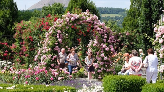 Besucher des Europa-Rosariums Sangerhausen gehen an Beeten mit blühenden Rosen entlang, während im Hintergrund eine Schutthalde vom früheren Kupferschieferbergbau in den Himmel ragt. 